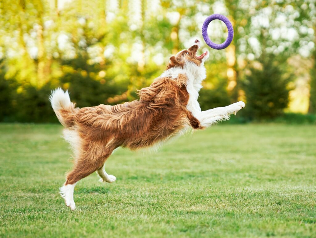 The Benefits of Training Your Dog for Obedience