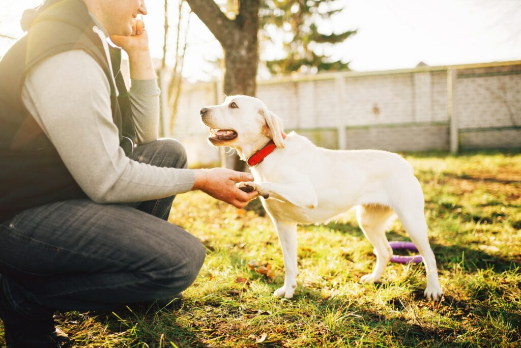 The Benefits of Training Your Dog for Obedience